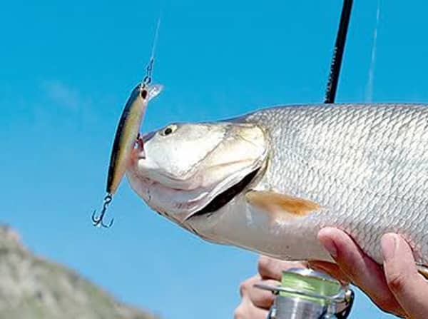 Dexter Minnow