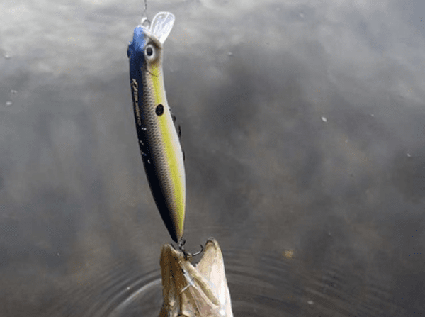 Dead Minnow 70SS